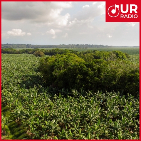 Iniciativas de sostenibilidad que apoyan a los productores bananeros en Colombia